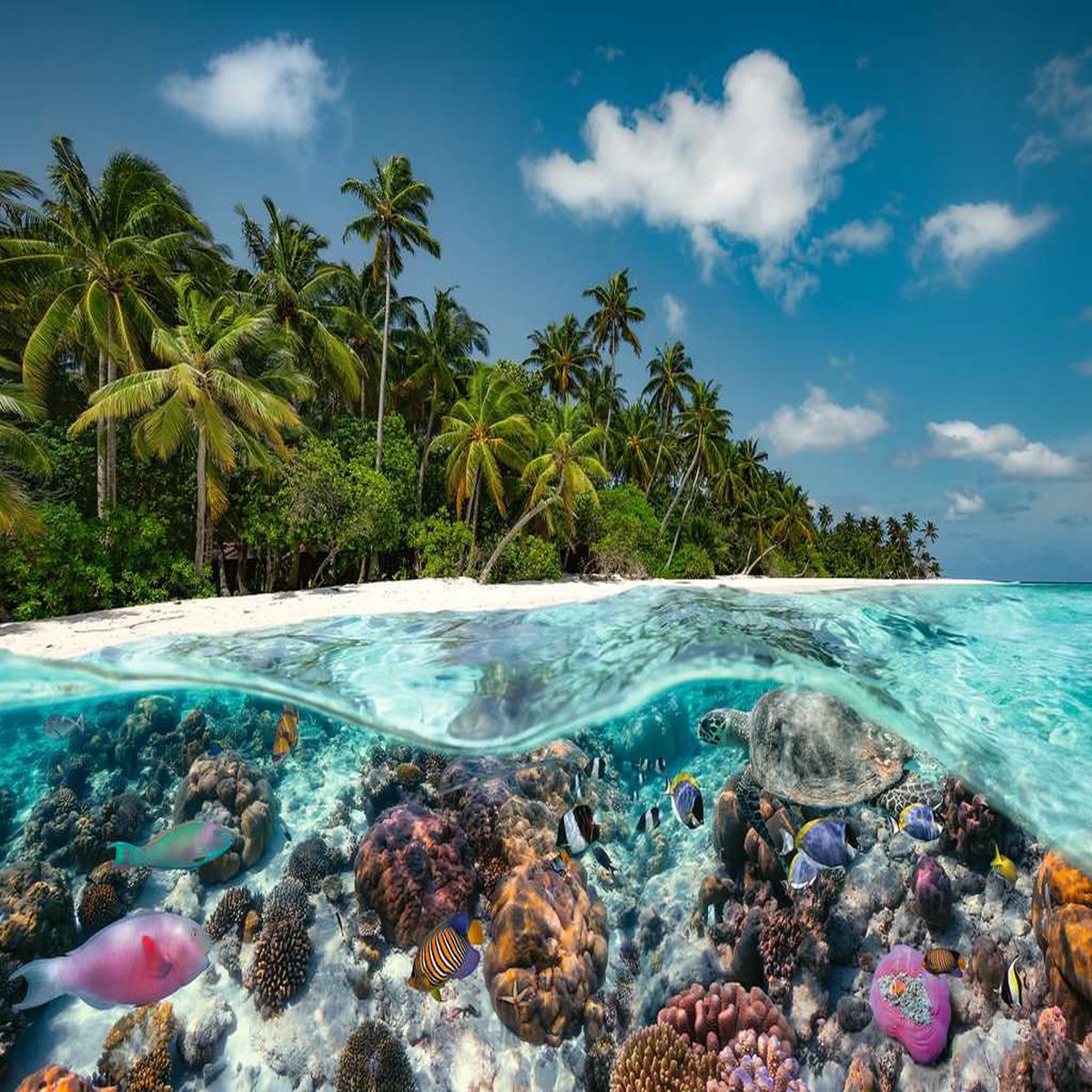 A Dive in the Maldives (2000 piece)